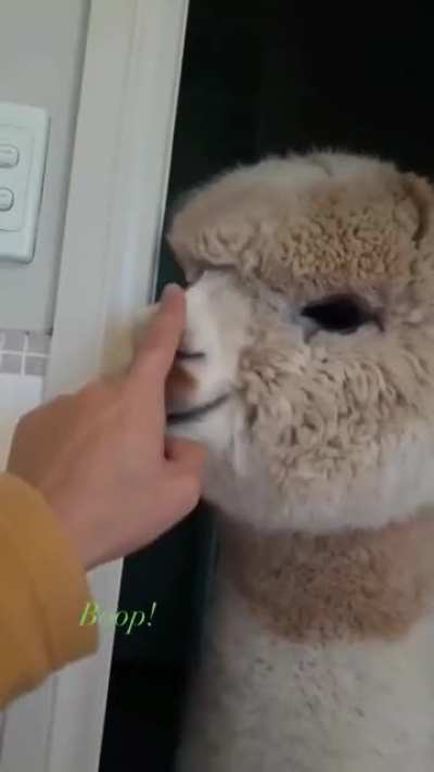 Me when i see pig*