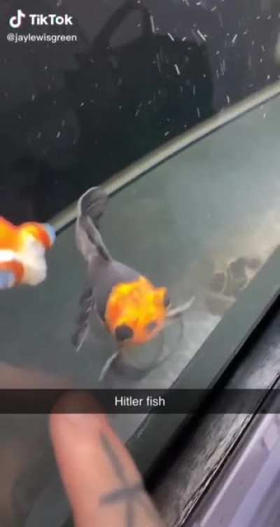 HEIL