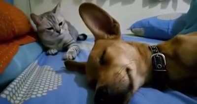 Cat dies inside