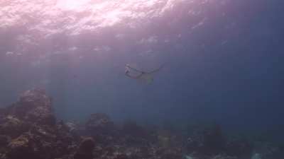 eagle ray pooing in my general direction. fish liked it.