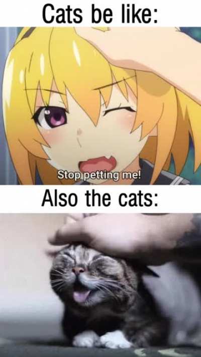 Pat the pussy