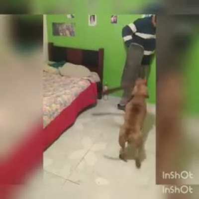 C&atilde;o de guarda da mordox