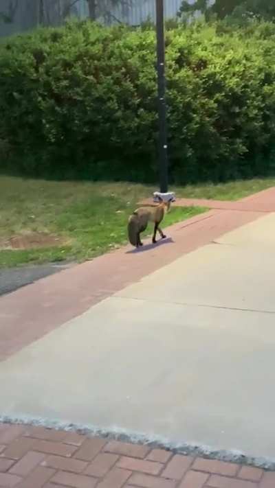 Fox spotted on Carleton campus tonight