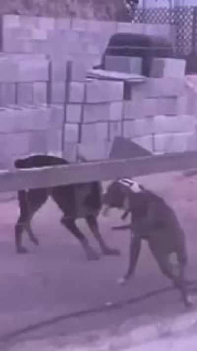 Bonk!