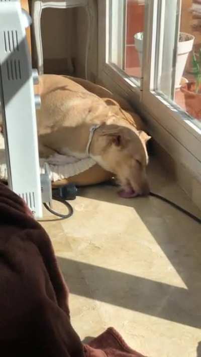 Just caught my dog licking the floor in her sleep. Her look when she realised cracked me up.