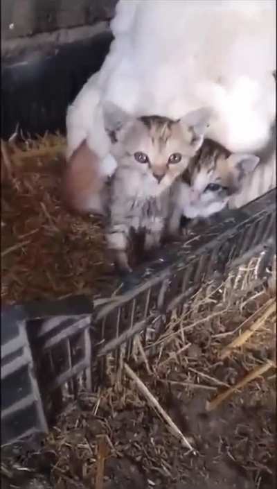 Cluck-tastic Cat Mom: When a Chicken Takes on Motherhood!" 🐔🐱💖