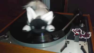 spin_irl