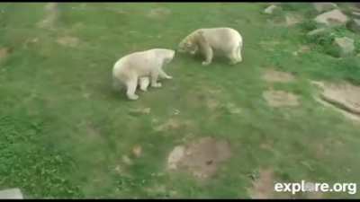 Polar Bear Cubs protecting their Mother from their Grandmother at Ouwehands Zoo in Rhenen, Netherlands
