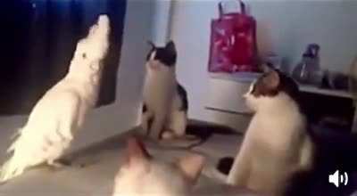 I&rsquo;m one of you meow!