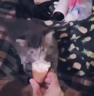 Kitten