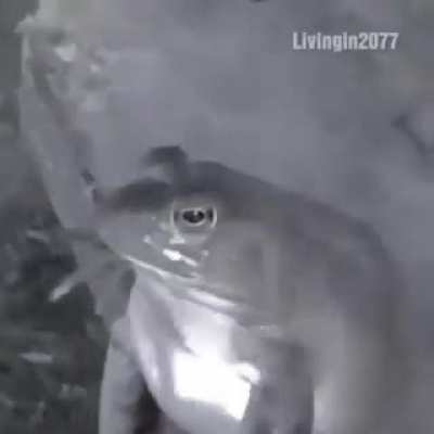Guinas na &eacute;poca de escola :/