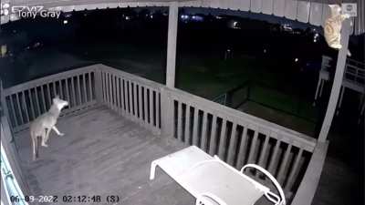 Cat hangs on for dear life to stay away from coyote