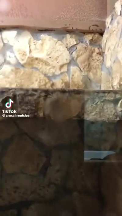 The snake got humbled