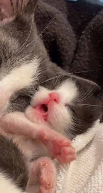 smol kitty dreaming &amp;lt;3