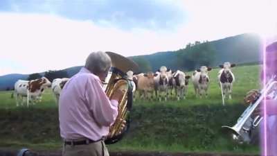 Cows enjoying music