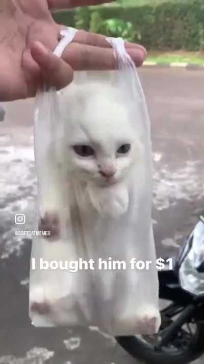 🧽 "Wunks at a cheap price!? !?" ⭐ "Satisfactory"