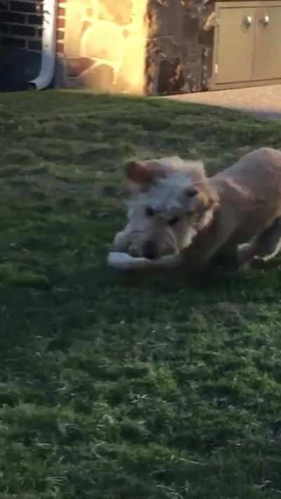 Dog