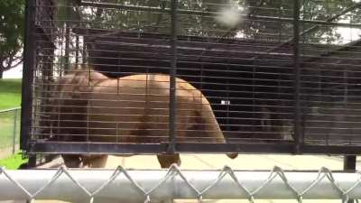 Don&rsquo;t annoy the lion