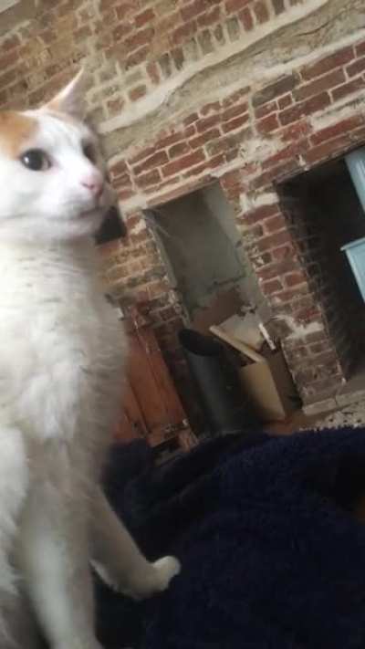 I was just trying to stroke my cat