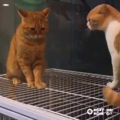 Getting yelled at be like