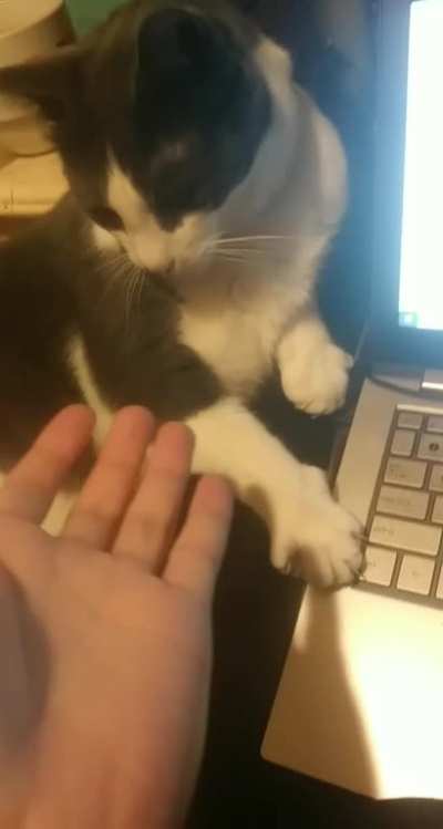 Hi Five of the day