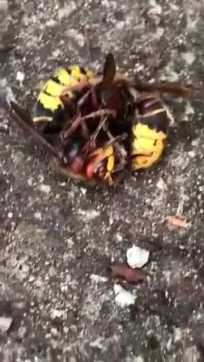 My friend sent me this and I don&rsquo;t even know what in gods name is happening there but anyway fuck those wasps