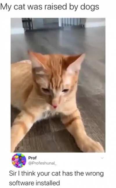When your cat thinks it’s a dog