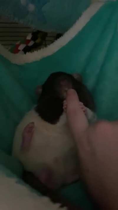My boy decides I am too dirty to pet him. He must cleanse me!