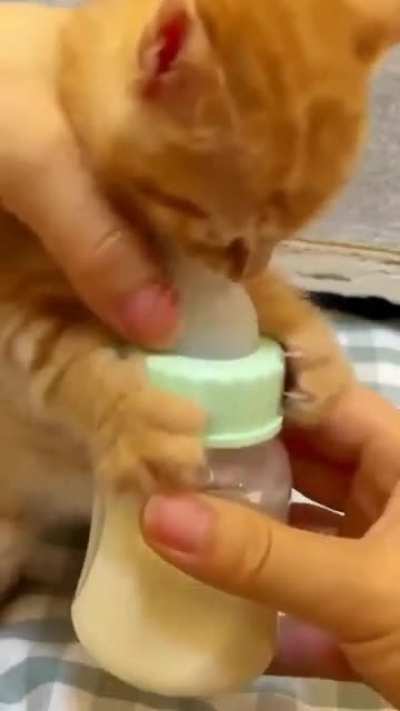 kitten