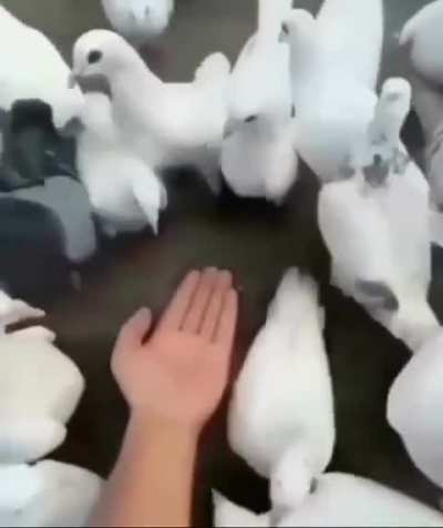 pombos bem bobinhos