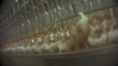 The nightmare that is Canada's Maple Lodge Farms, self proclaimed 'wholesome family farm'