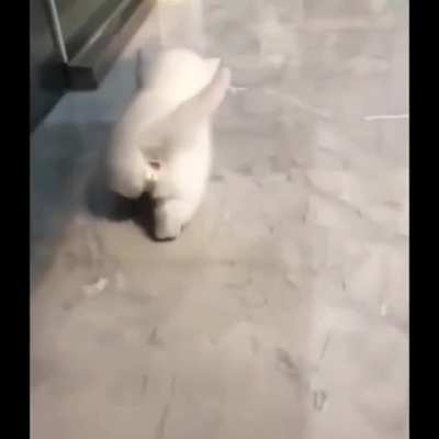 Smol n Pointy