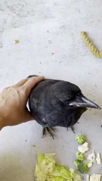 Remove if it&rsquo;s a repost but look at this friendly boi