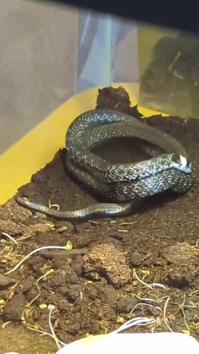 what is he doing?