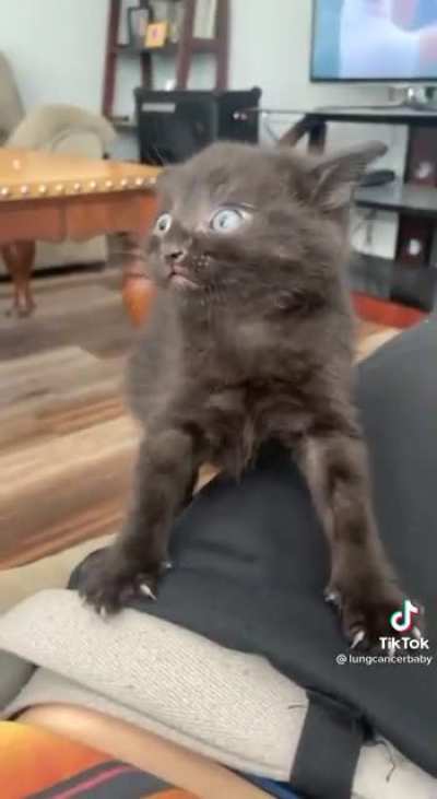 You can take the cat outta the streets but you can&rsquo;t take the streets outta the cat