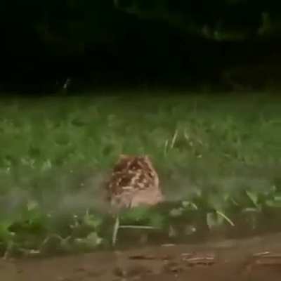 Toad rain Rule.