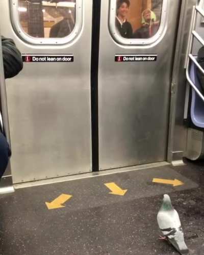 birb.