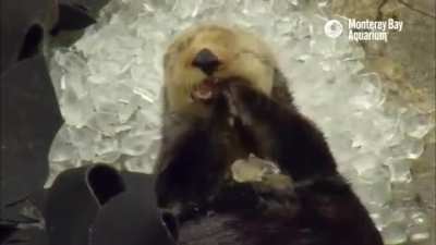 Sea otter eats ice cubes a little too quickly