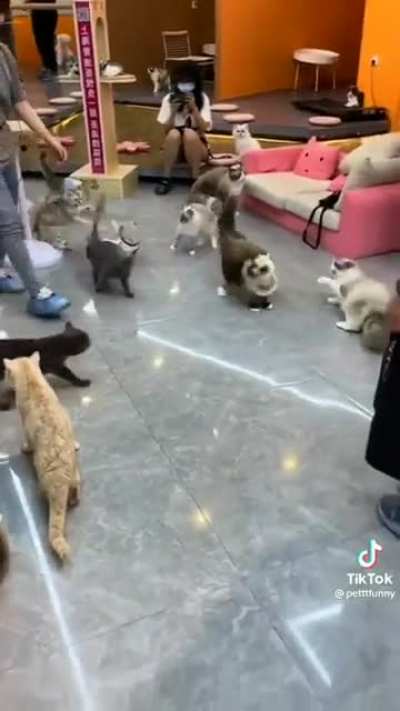 they chose violence