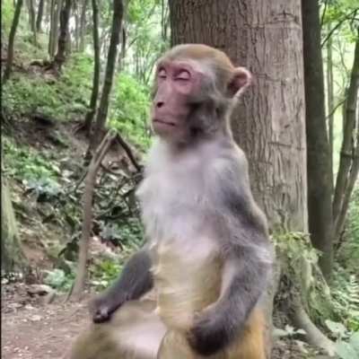 The Meditating monkey&hearts;️ Jai Hanuman