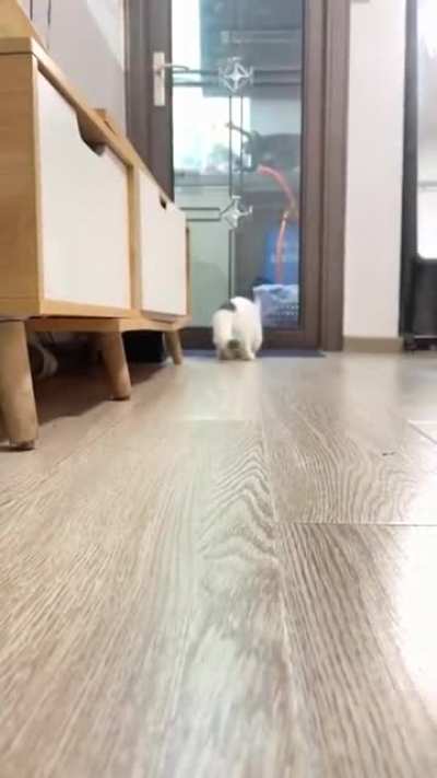 Playing fetch