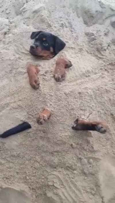 Ruff day