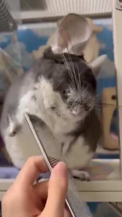 Little Chinchilla