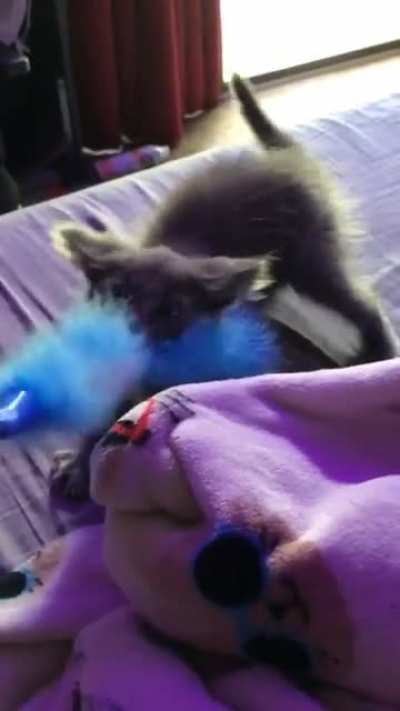 i&rsquo;m convinced smokey thinks he&rsquo;s a dog