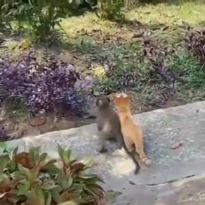 Orslo y Lely 🥰🥰🥰🐒🐈