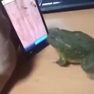 Sapo Gamer EZ Clap