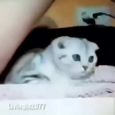 curse<wbr>d_tra<wbr>umati<wbr>zed pussy