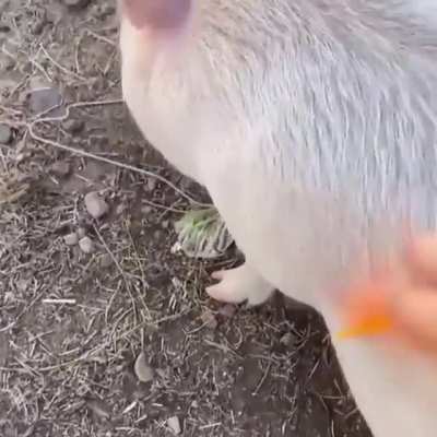 Video uwu