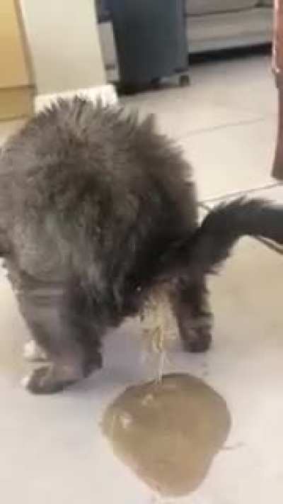 Cat infected by parasites