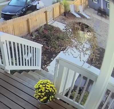 Is this a bird?